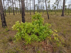 Turkey oak (Quercus laevis)