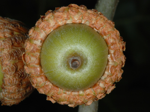 Turkey oak (Quercus laevis)