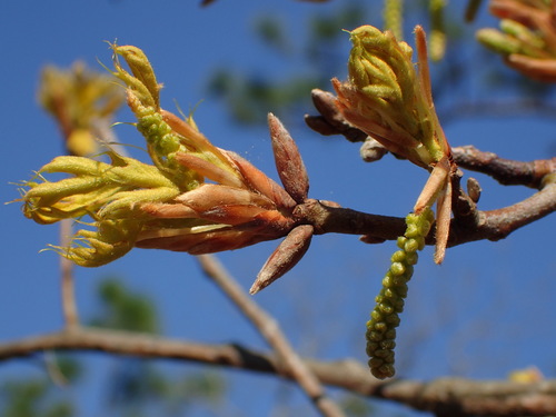 Turkey oak (Quercus laevis)