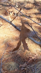 Turkey oak (Quercus laevis)