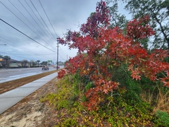 Turkey oak (Quercus laevis)