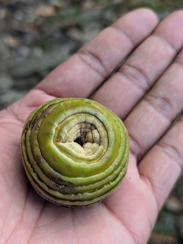 Quercus lamellosa (Quercus lamellosa)