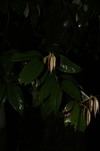 Quercus lamellosa (Quercus lamellosa)