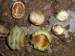 Quercus lamellosa (Quercus lamellosa)
