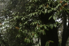Quercus lamellosa (Quercus lamellosa)