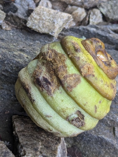 Quercus lamellosa (Quercus lamellosa)