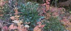 Quercus lanata (Quercus lanata)
