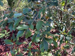 Quercus lanata (Quercus lanata)