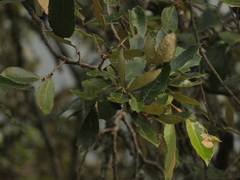 Quercus lanata (Quercus lanata)
