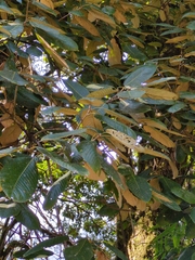 Quercus lanata (Quercus lanata)