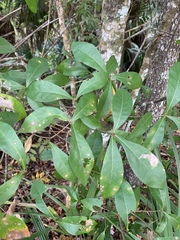 Darlington oak (Quercus laurifolia)