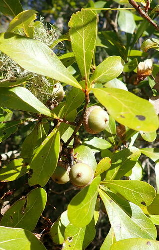 Darlington oak (Quercus laurifolia)