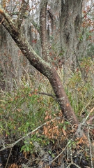Darlington oak (Quercus laurifolia)