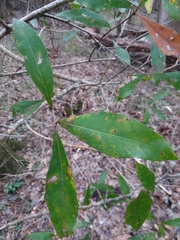 Darlington oak (Quercus laurifolia)