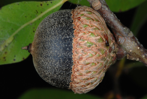 Darlington oak (Quercus laurifolia)