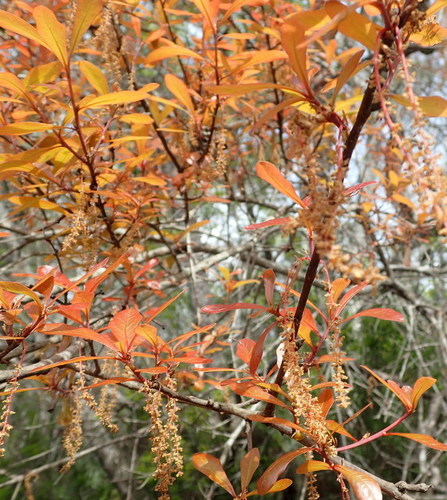 Darlington oak (Quercus laurifolia)