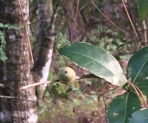 Darlington oak (Quercus laurifolia)