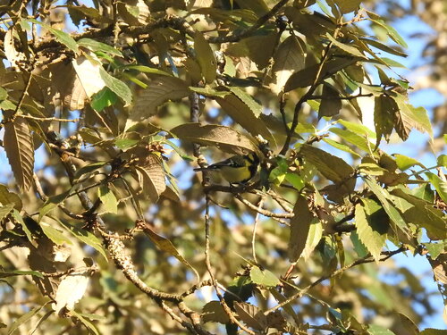 Quercus leucotrichophora (Quercus leucotrichophora)