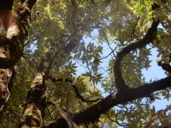Quercus leucotrichophora (Quercus leucotrichophora)