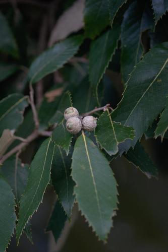 Quercus leucotrichophora (Quercus leucotrichophora)