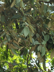 Quercus leucotrichophora (Quercus leucotrichophora)