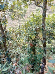 Quercus leucotrichophora (Quercus leucotrichophora)