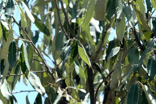 Quercus leucotrichophora (Quercus leucotrichophora)