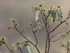 Quercus leucotrichophora (Quercus leucotrichophora)
