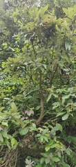 Quercus leucotrichophora (Quercus leucotrichophora)