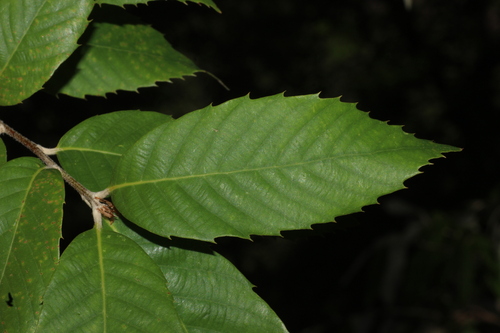 Quercus leucotrichophora (Quercus leucotrichophora)