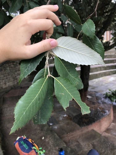 Quercus leucotrichophora (Quercus leucotrichophora)