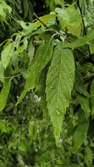 Quercus leucotrichophora (Quercus leucotrichophora)