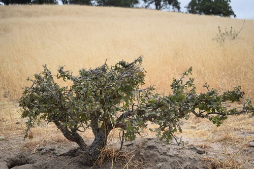 Valley oak (Quercus lobata)