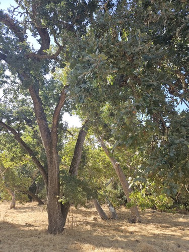 Valley oak (Quercus lobata)