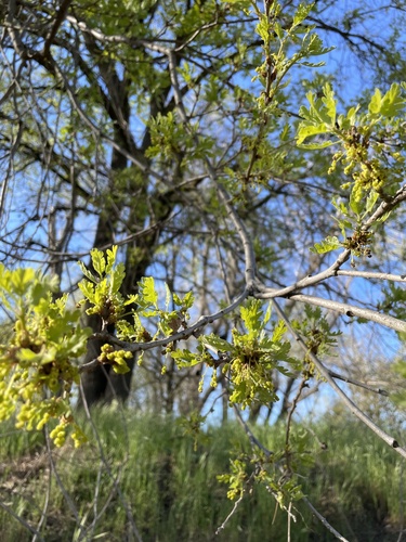 Valley oak (Quercus lobata)