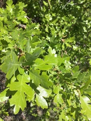 Valley oak (Quercus lobata)