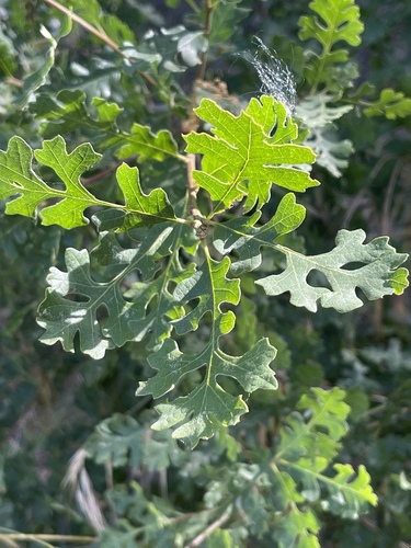 Valley oak (Quercus lobata)