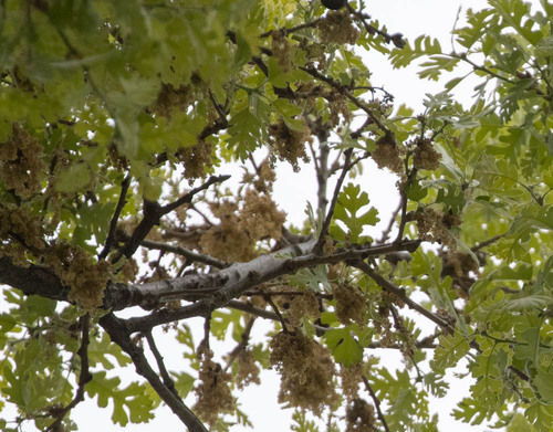 Valley oak (Quercus lobata)