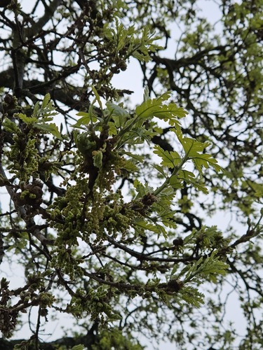 Valley oak (Quercus lobata)