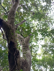 Quercus longinux (Quercus longinux)
