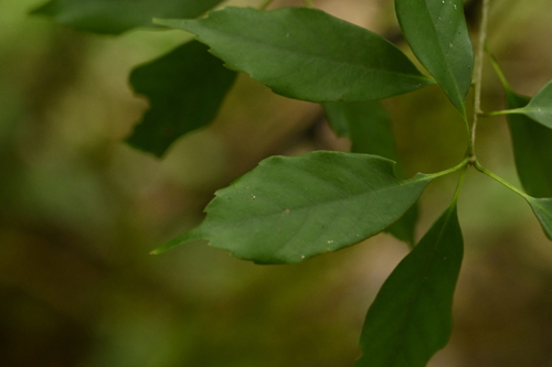 Quercus longinux (Quercus longinux)