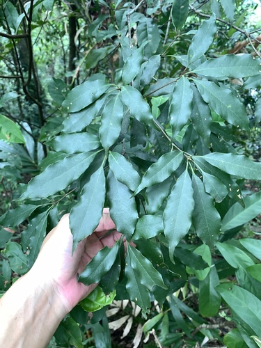 Quercus longinux (Quercus longinux)