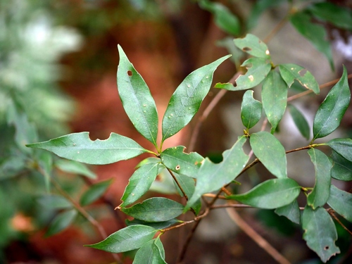 Quercus longinux (Quercus longinux)