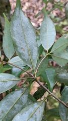 Quercus longinux (Quercus longinux)
