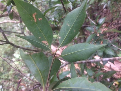 Quercus longinux (Quercus longinux)