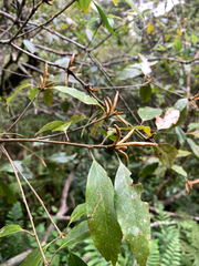 Quercus longinux (Quercus longinux)