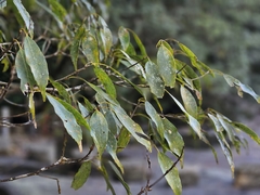 Quercus longinux (Quercus longinux)
