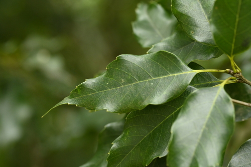 Quercus longinux (Quercus longinux)
