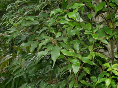 Quercus longinux (Quercus longinux)