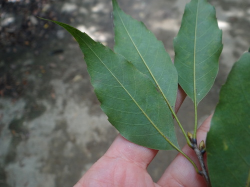 Quercus longinux (Quercus longinux)